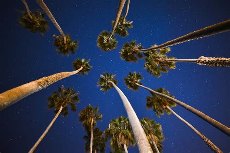 Free Images Tree Branch Plant Sky Night Sunlight Flower