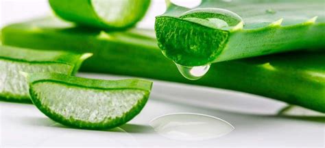 Aloe Vera conoce sus propiedades y cómo extraer el gel paso a paso