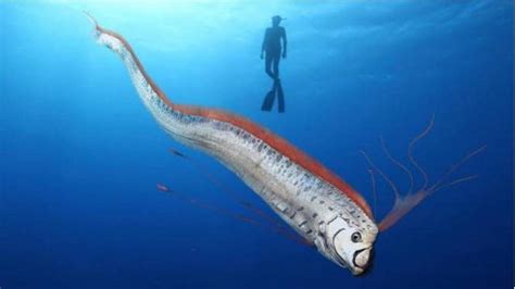 Ikan Oarfish Pertanda Gempa Bumi Ini Penjelasan Ahli