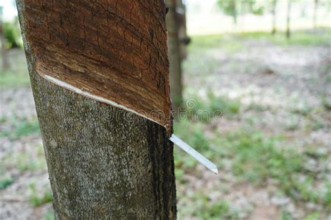 Rubber Tapping Tapping Latex Rubber Tree Rubber Latex Extracted From