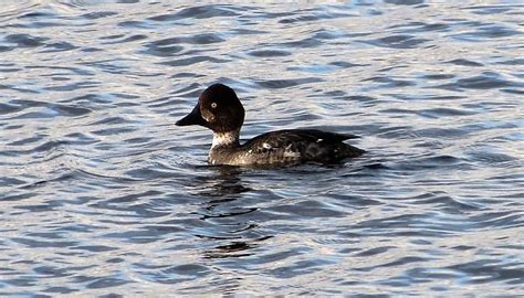 Common Goldeneye Duck, Vancouver Island, BC | Gohiking.ca