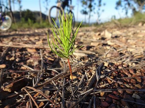 sapling pine young  photo  pixabay