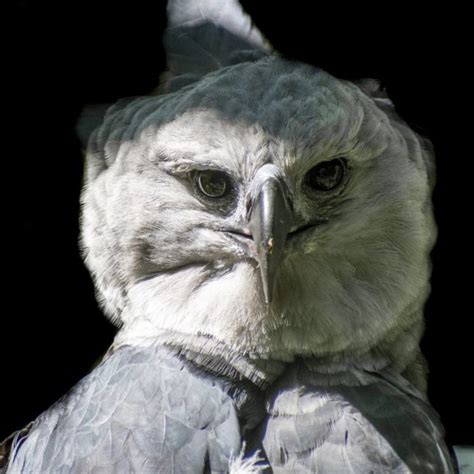 10 Amazing Facts About The Harpy Eagle The Rainforest Site News