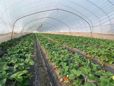 【农技要点】草莓种植农户请关注：草莓冬季生产管理要点图片新闻农业农村委上海市青浦区人民政府