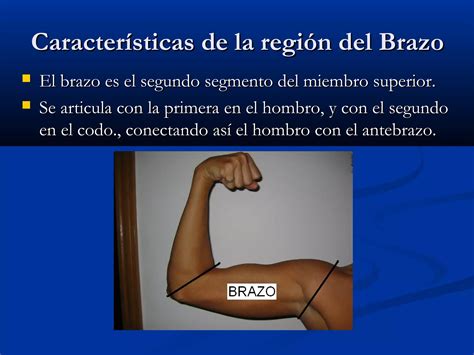 Que Es El Antebrazo