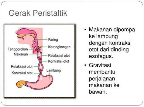 Sistem Pencernaan Makanan Pada Manusia Biologi