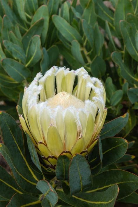 White Protea Flower In Bloom Stock Photo Image Of Oleander White