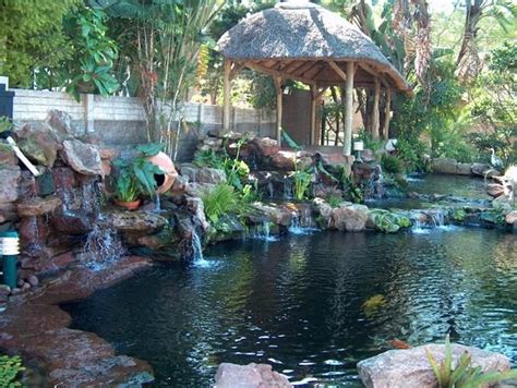 Happy Koi Koi Keeping Done Right Durban Koi Pond Pictures Water