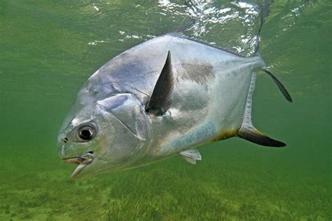 Palometa Temporada Reporte De Pesca