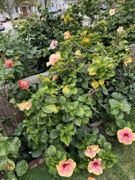 Those Confused Hibiscus Plants! Your Guide to Drastic Weather Changes