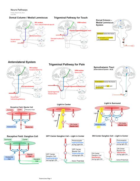 Review Of Afferent And Efferent Pathways Of The Nervous System Vpl