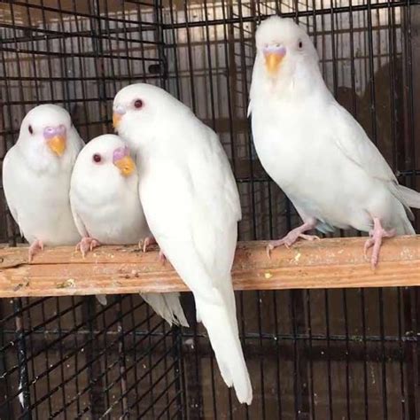 Buy White Australian Budgies Red Eyes Pair For Sale In Pakistan Taj