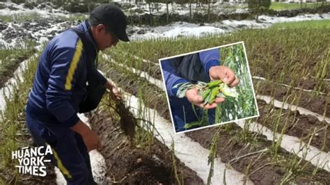 Jun N Granizada Da Hect Reas De Haba Verde Cebada Pastos Y