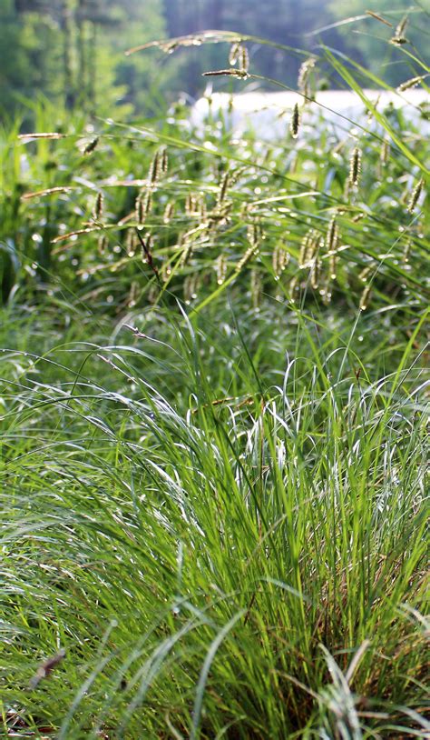 Dig deeper into the Carex genus and sedges