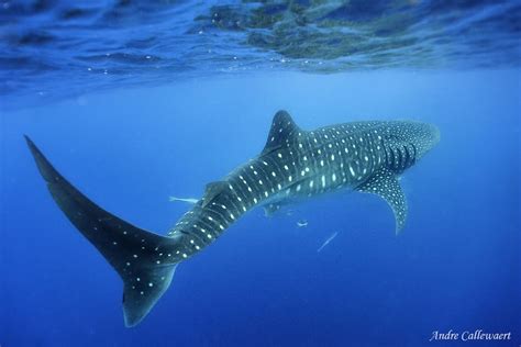 1202 Requin Baleine 2588 | Whale shark, Whale, Marine animals