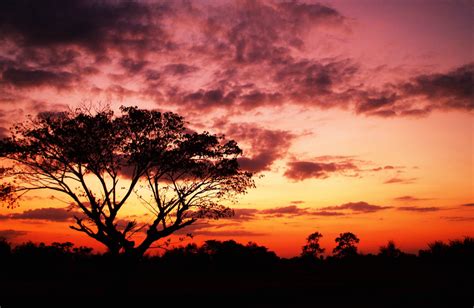 Fotos Gratis Paisaje Rbol Naturaleza Al Aire Libre Horizonte