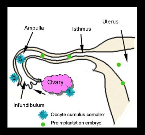 Fallopian Tube Diagram Egg