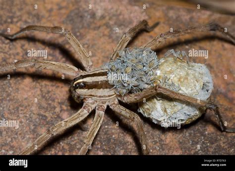 Wolf Spider Rabidosa Sp Female With Babies Emerging From Egg Sac