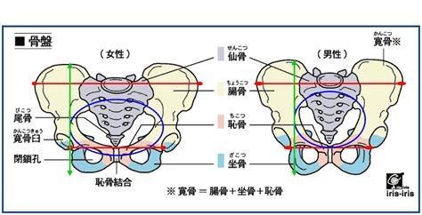 骨盤の形状で男女がわかる？ 沖縄市で整体＆カイロのおすすめは『らぽ～るカイロ☆整体院』