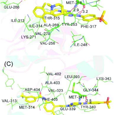 The Docking Modes Of Compounds 20 And 32 In The Binding Sites Of Src In