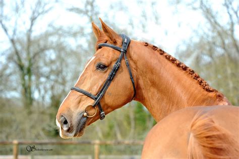 Le Haras Des Coudrettes Qurack De Falaise Hdc Nous A Quitt S Cette Nuit