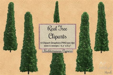 Real Mediterranean Cypress Tree Cliparts Tree Photoshop Overlays Png