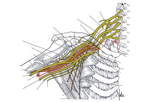 Diagram Of The Axilla And Brachial Plexus Quizlet