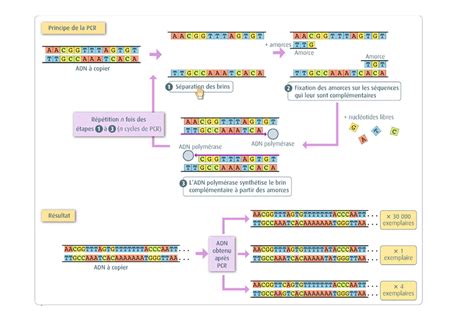 Chapitre 2 Les mutations source de variabilité génétique AlloSchool