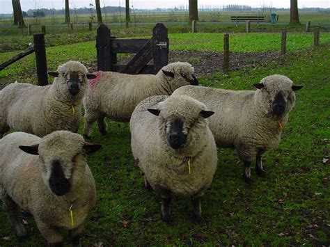 Hampshire sheep - Wikipedia