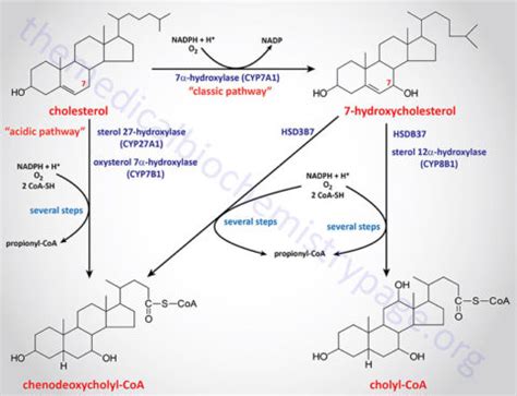 Bile Acid Synthesis, Metabolism, and Biological Functions - The Medical Biochemistry Page