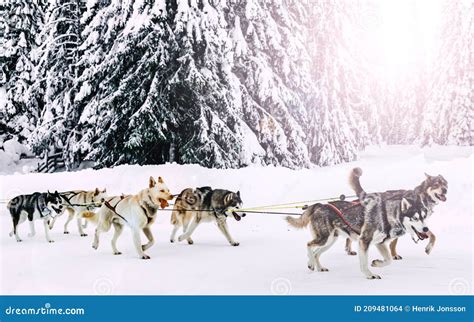 Alaska Husky Sled Dogs in Action in a Snowy Arctic Forest during Winter ...