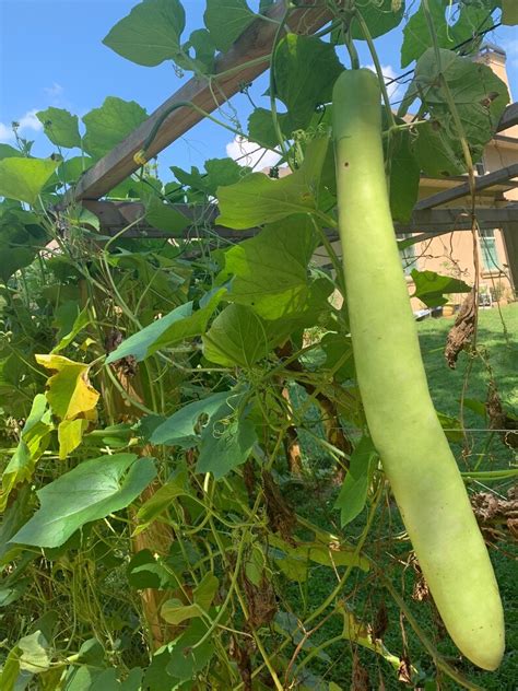 10 Lauki Seeds Doodhi Kaddu Long Bottle Gourd Etsy