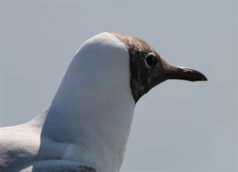 3840x2160 wallpaper | Black-headed gull | Peakpx