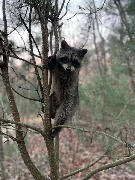 wild animal rescue within 20 mi 2