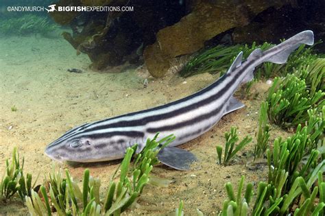 Pyjama Catshark Dive Big Fish Expeditions