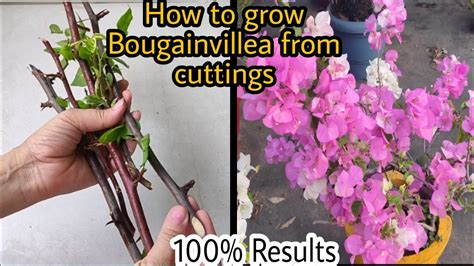 How To Grow Bougainvillea From Cuttings Bougainvillea Propagation