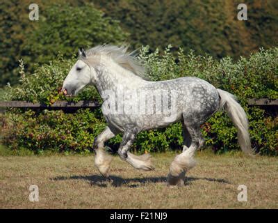 shire draft horse stallion stock photo alamy