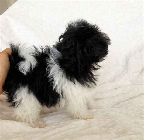 Multicolor Teacup Maltipoo Puppy for sale, female! - iHeartTeacups