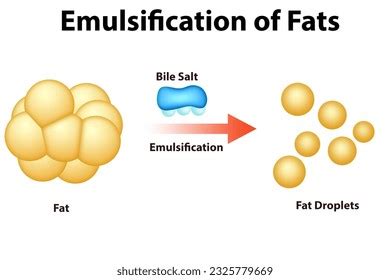 fat breakdown diagram  images pictures shutterstock