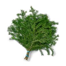 Лапник из сибирской пихты 7-10 веток, 1 шт. — купить с доставкой из ...