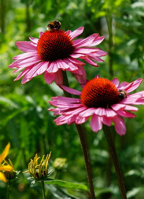 Coneflower, Echinacea Free Stock Photo - Public Domain Pictures
