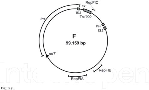 Pdf Introductory Chapter The Versatile Escherichia Coli Semantic