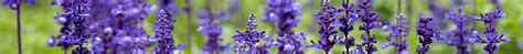 Clary Sage Pure Essential Oil Uses And Benefits Biosource Naturals