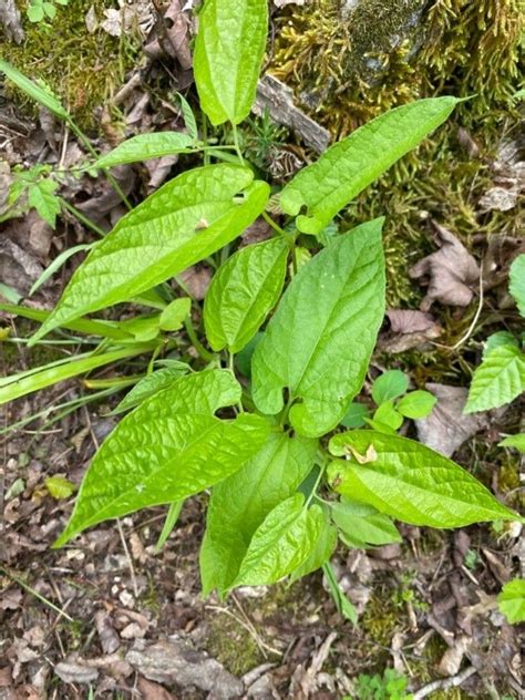 Virginia Snakeroot Host Plants @ Eden of Wings Nursery, FL