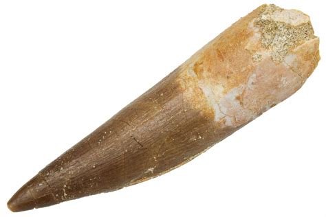 2 25 Fossil Plesiosaur Zarafasaura Tooth Morocco 231091 For Sale