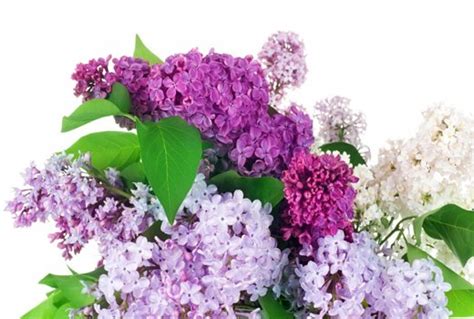 Экстракт сирени в косметике (syringa vulgaris (lilac) leaf cell culture ...