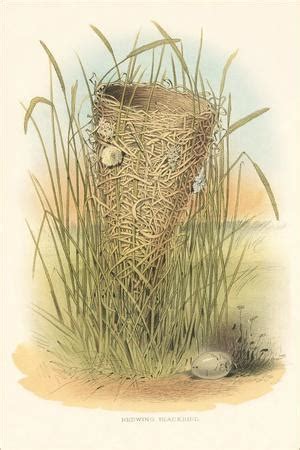 Redwing Blackbird Nest And Eggs Art Print Art