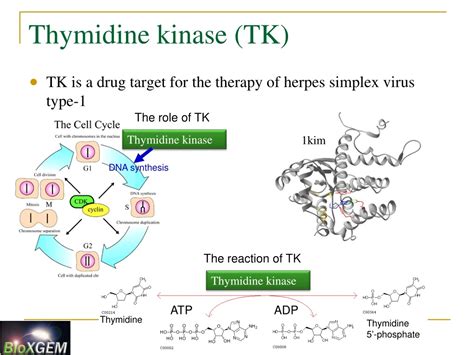 Ppt Cutting Edge Structure Based Drug Design Insights Powerpoint