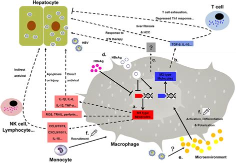 Macrophage Involvement In Hbv Infection The Anti Hbv Effect Of Download Scientific Diagram