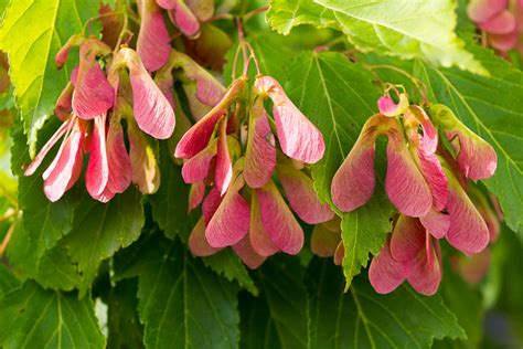 Acer Ginnala Amur Maple Garden